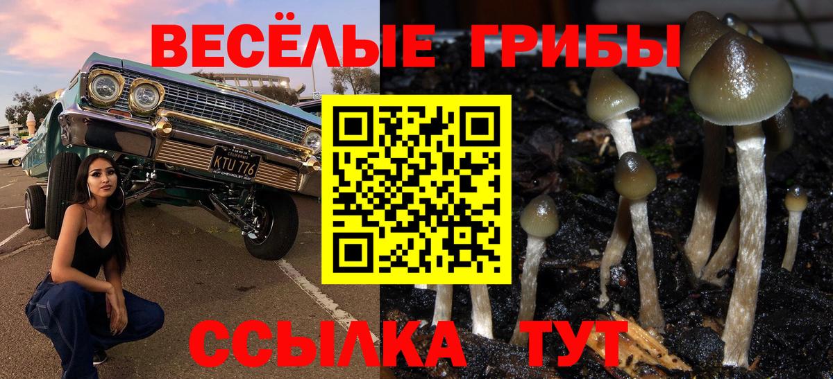 Псков  Галлюциногенные грибы Psilocybine cubensis  Вход с VPN 